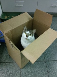 catinabox