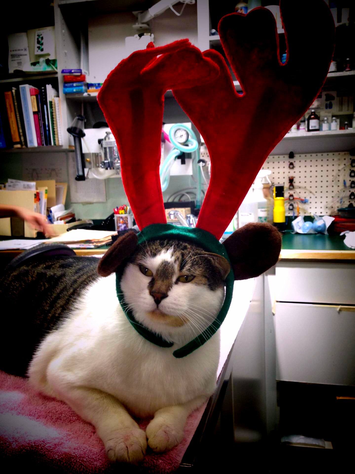 Reindeer Cat