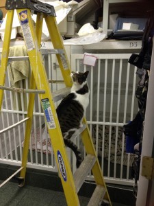 Cat Renos